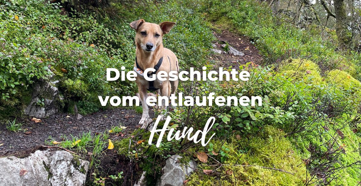Katharina Holch - Blog - emtlaufener Hund