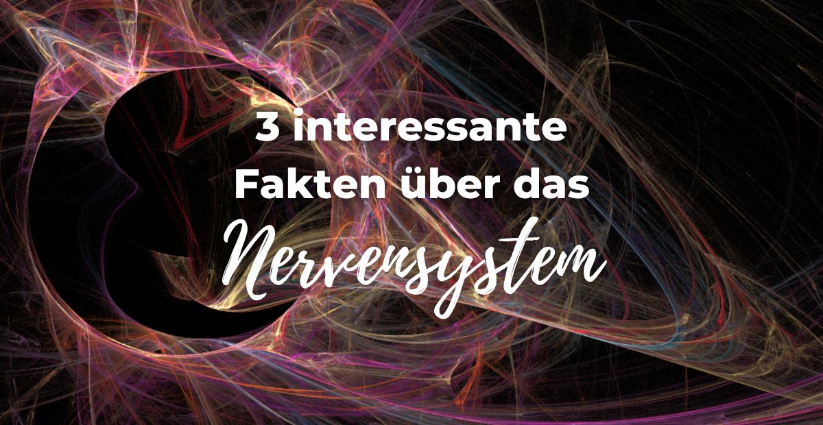 Katharina Holch - Blog - 3 fakten nervensystem