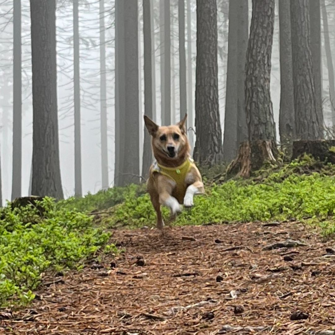 Katharina Holch - Jahresrückblick 2025 - Glimmer Laya Flug