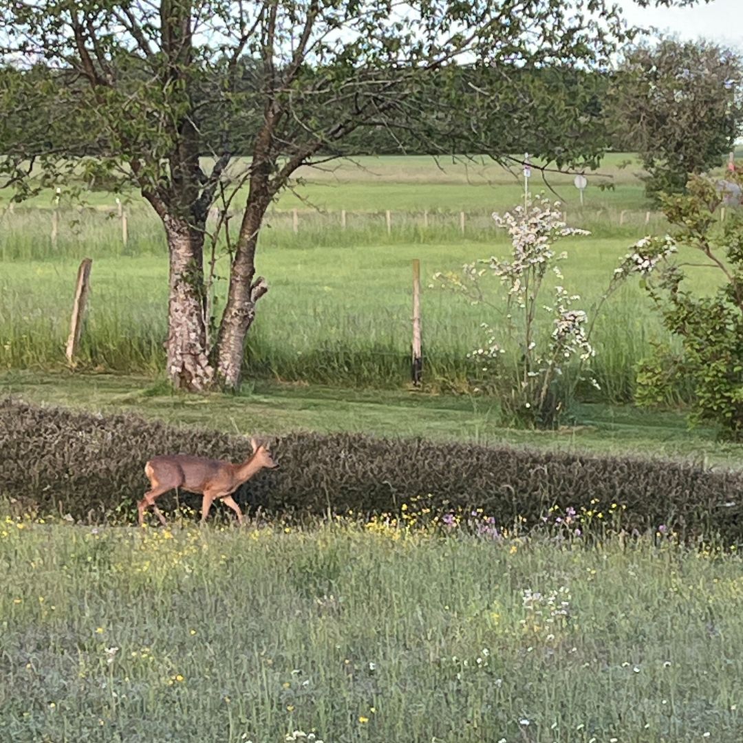 Katharina Holch - Jahresrückblick 2025 - Reh im Garten